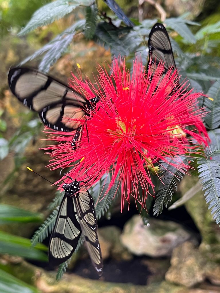 three butterflies with semi-transparent wings sit on a red puff-ball like flower