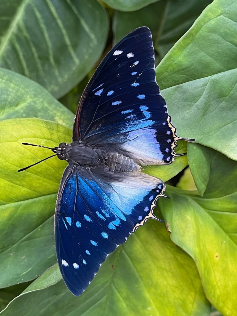 Blue and black butterfly with its wings open sits on yellow-green leaves.