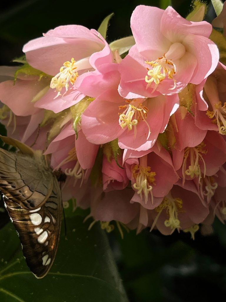 cluster of pale pink flowers and a tan and brown butterfly