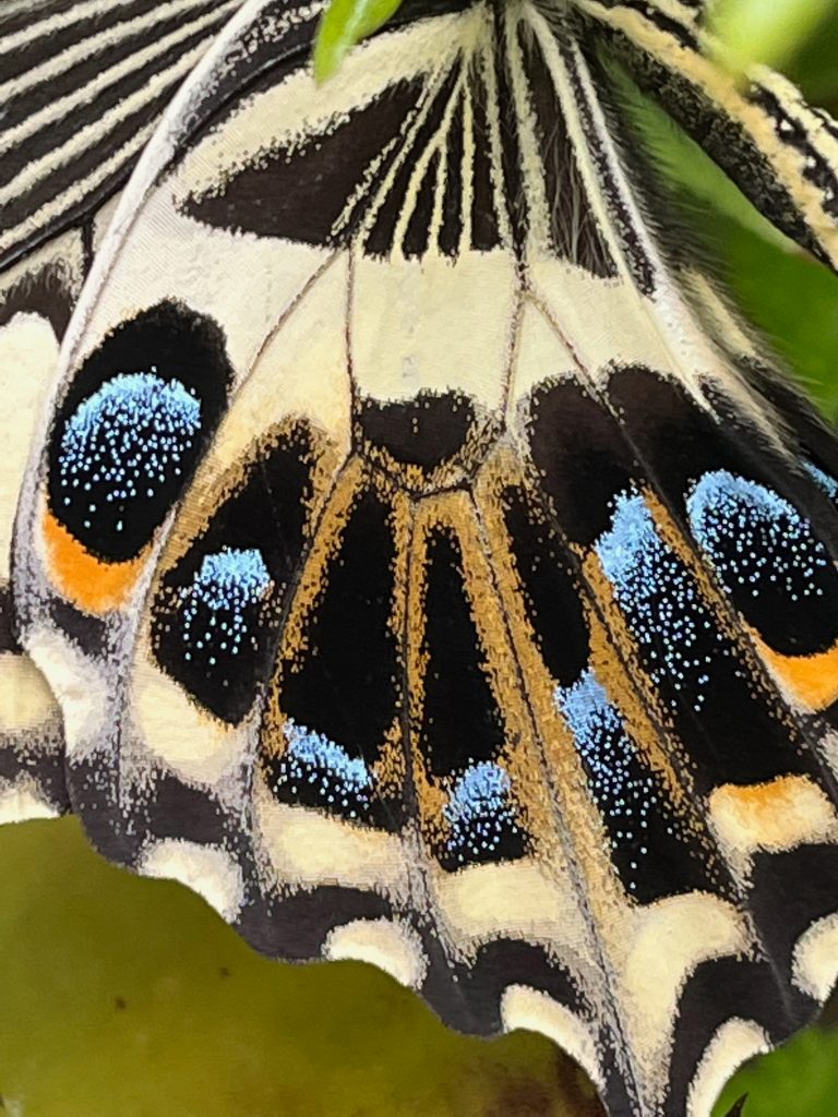 close up of the blue, black and yellow pattern of an emperor swallowtail butterfly wing