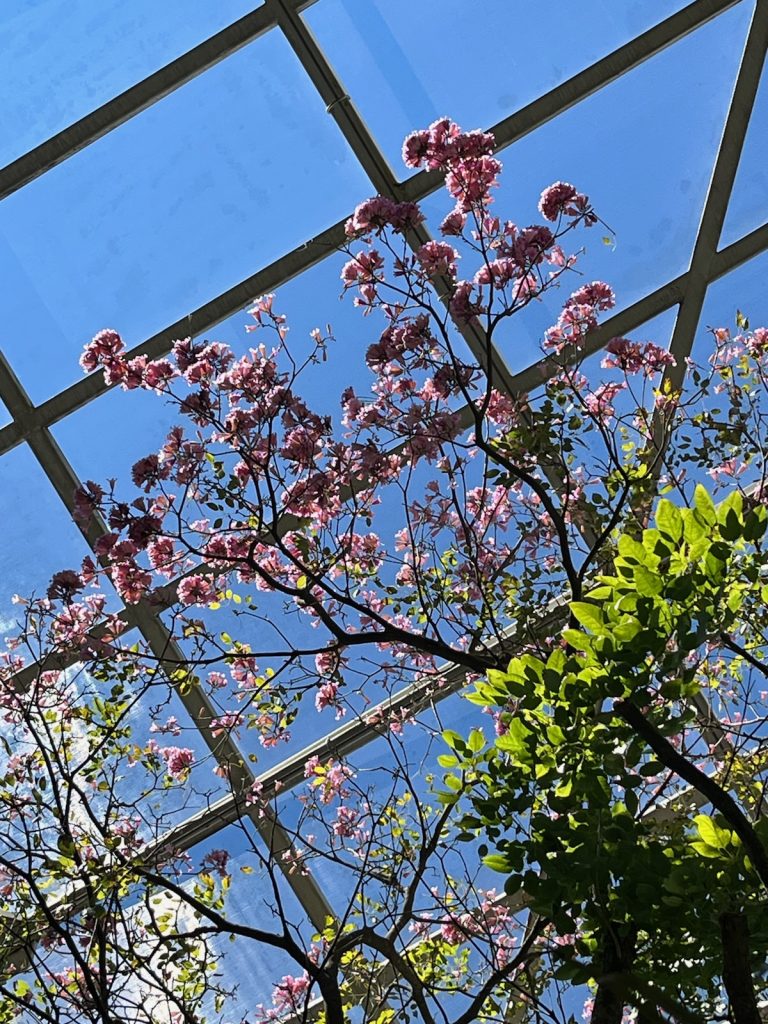 looking up at the butterfly exhibit glass ceiling, thin branches covered in pink flowers with blue sky behind them