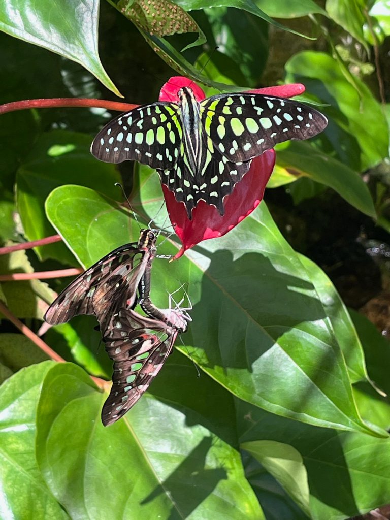 A large black and green butterfly with its wings open sits on a pink flower. Next to it two brown and green butterfly of the same species sit with their wings closed.