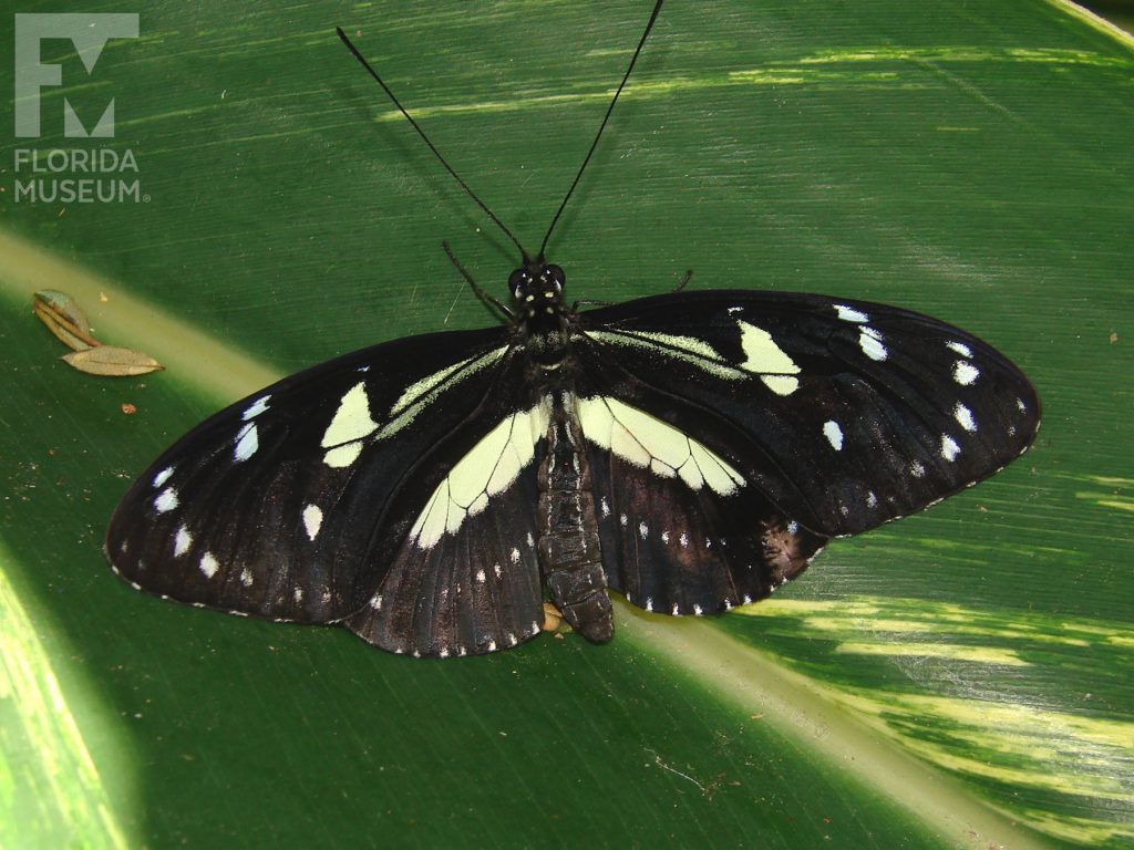 Atthis Longwing butterfly with wings open. Wings are black and pale yellow stripes.