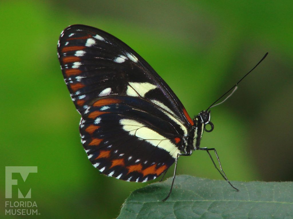 Atthis Longwing butterfly with wings closed. Butterfly is black, pale-yellow and russet orange.