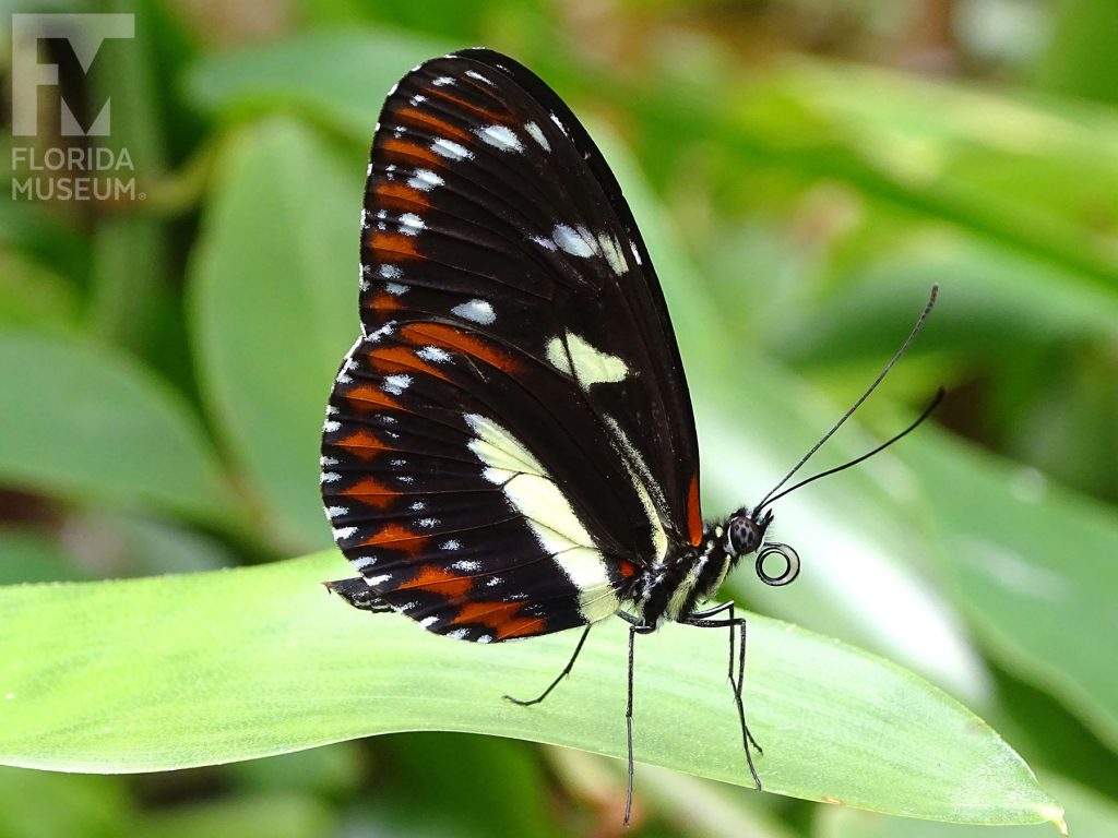 Atthis Longwing butterfly with wings closed. Butterfly is black, pale-yellow and russet orange.