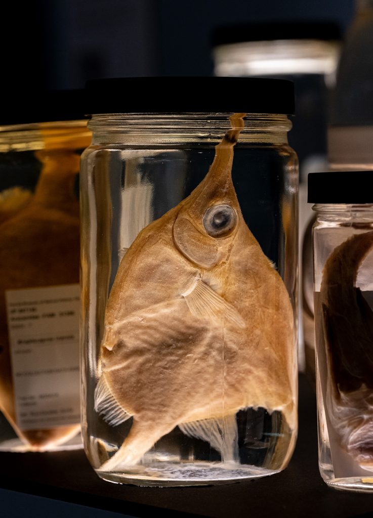 Banded bellowfish in a specimen jar