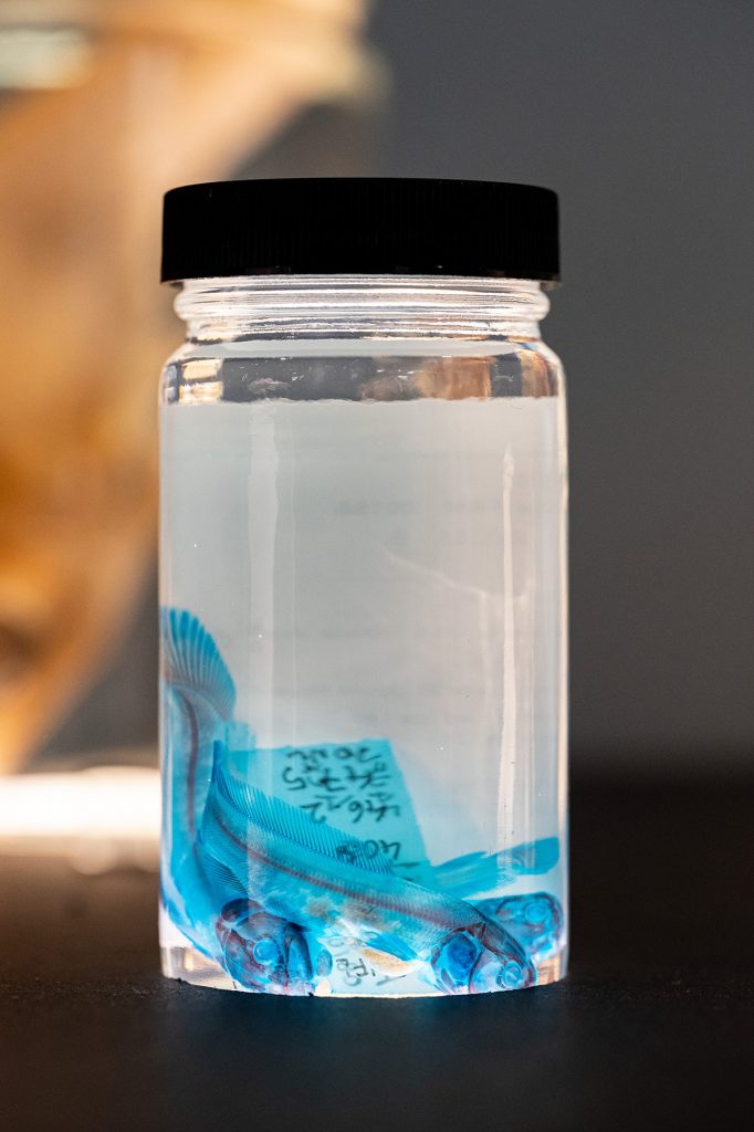 Stained Bowfin in a specimen jar