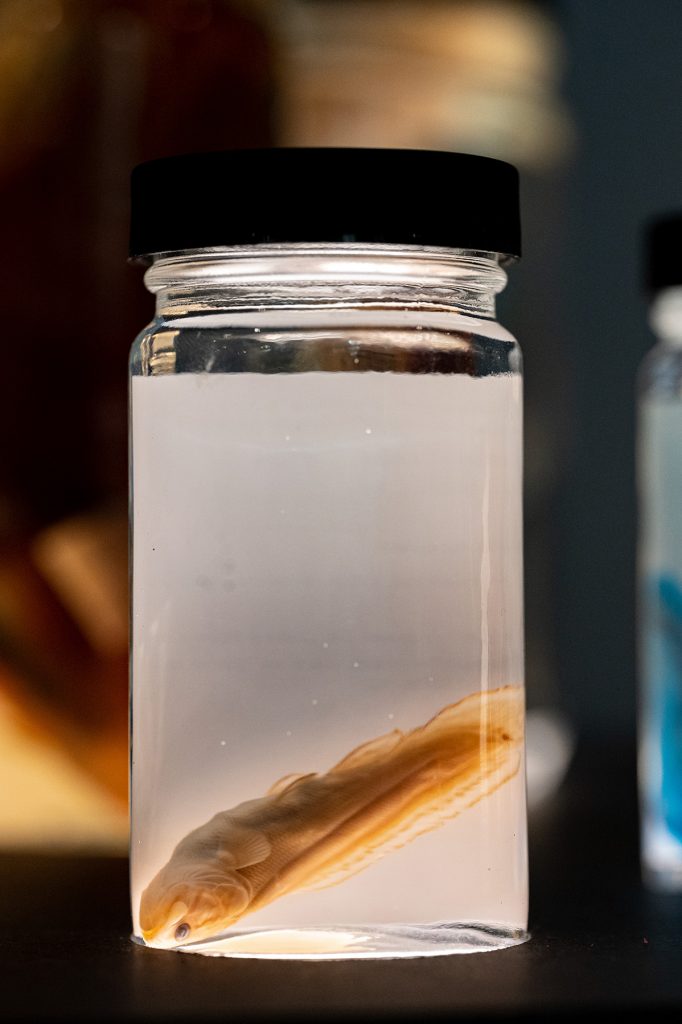 Bowfin in a specimen jar