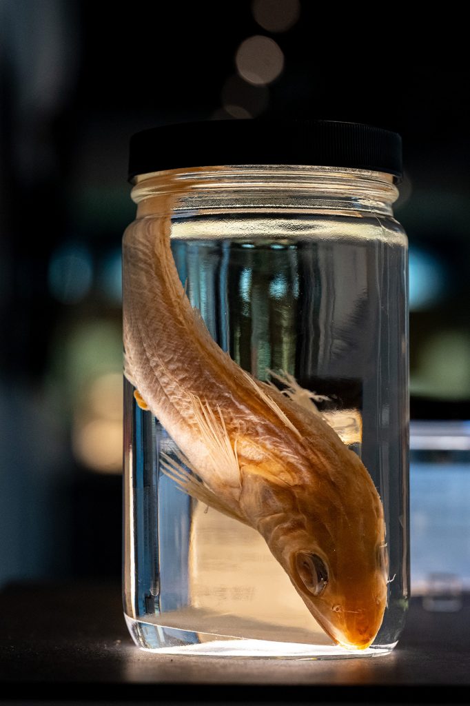 Mercluccid hake in a specimen jar