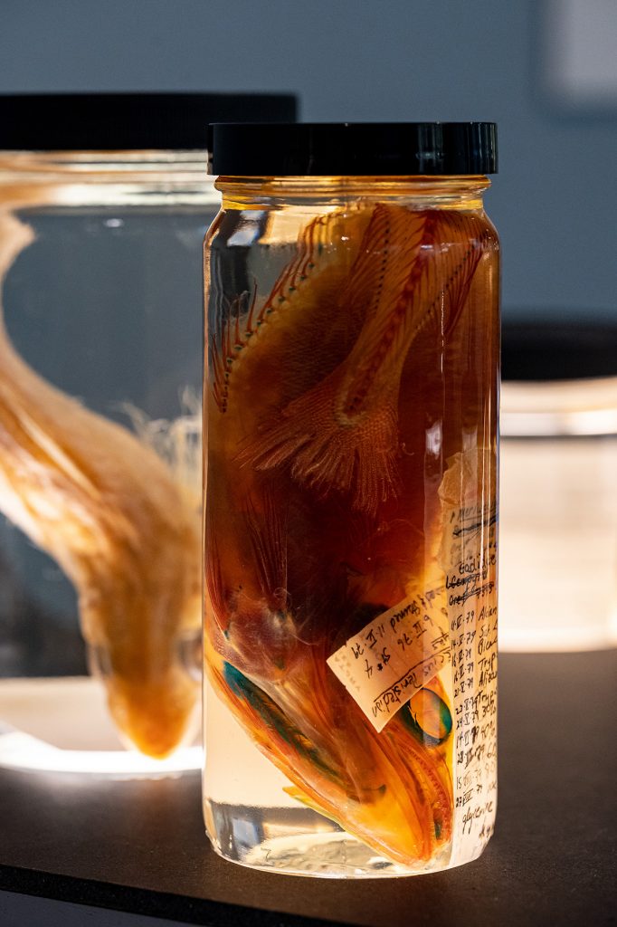 Mercluccid hake in a specimen jar