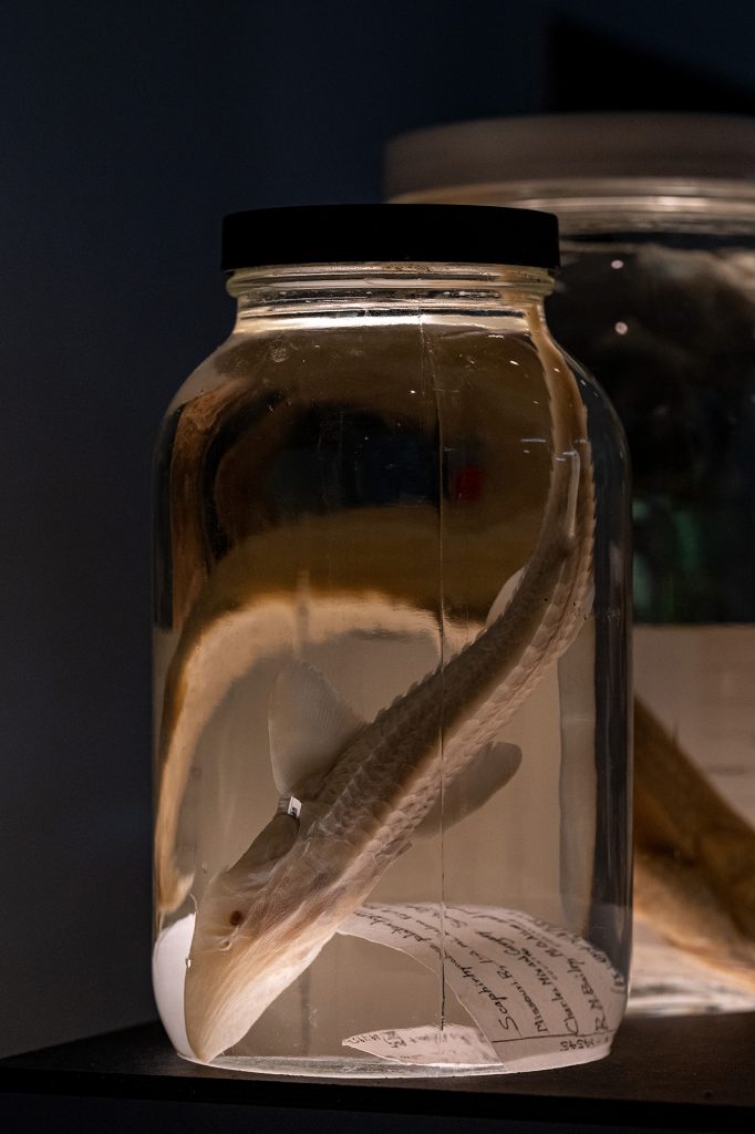 Shovelnose sturgeon in a specimen jar