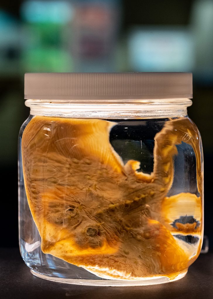 Thorny Skate in a specimen jar