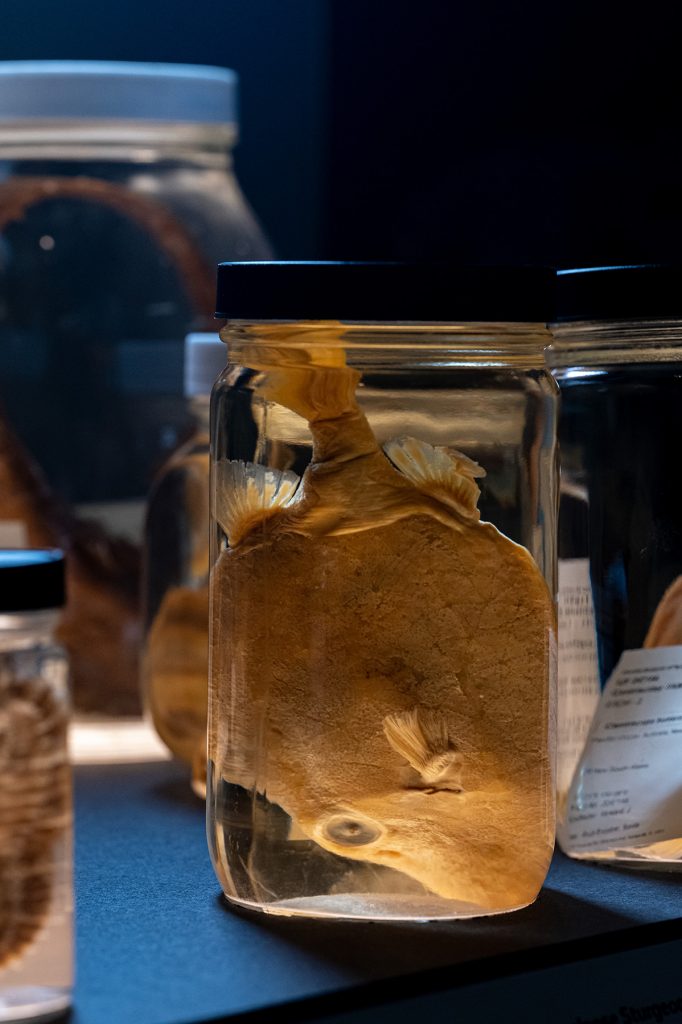 White-barred boxfish in a specimen jar