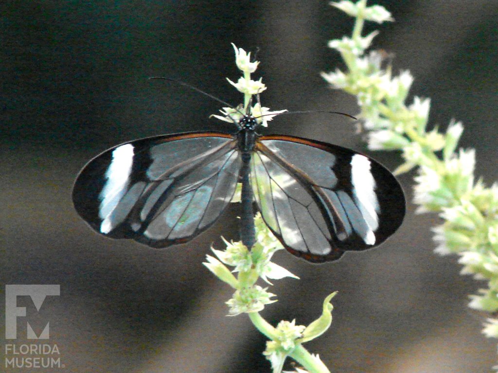 Glasswing butterfly with wings open. Male and female butterflies look similar. Wings are semi-transparent with black/brown edges. The upper wing has a white stripe near the wing tip.