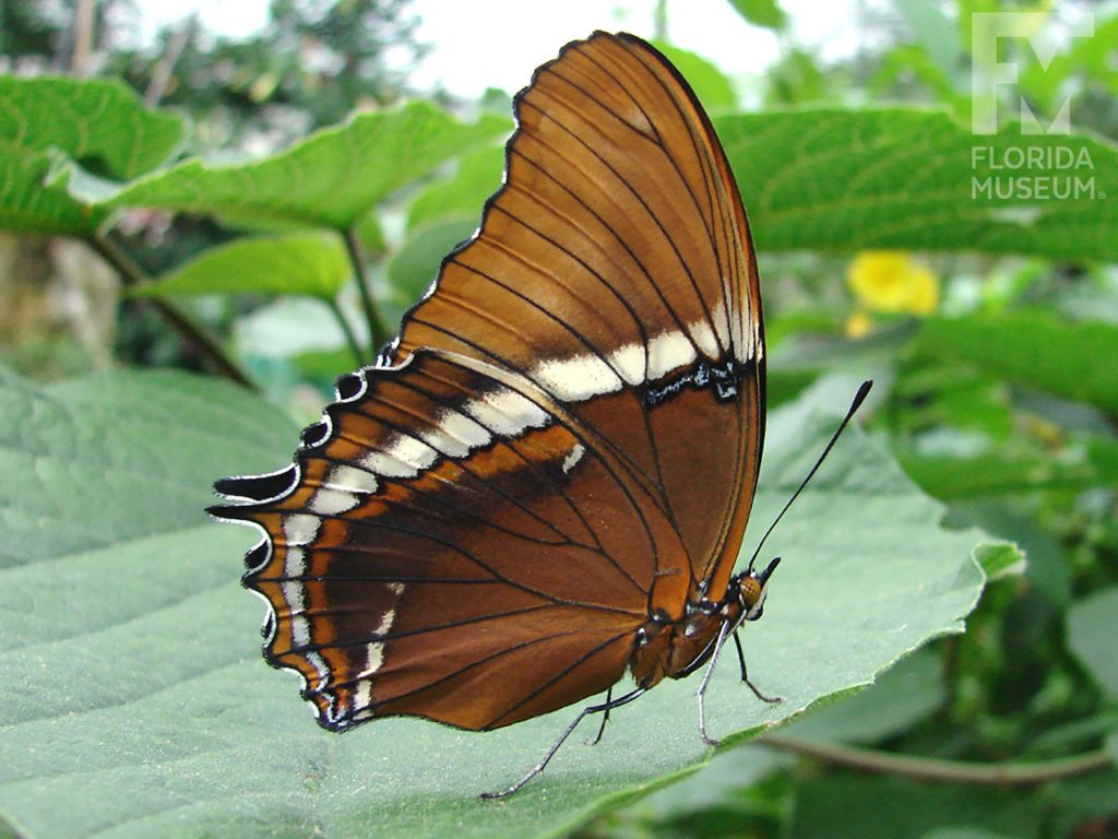 Rusty tipped Page Butterfly, with wings closed butterfly is brown with a cream stripe.