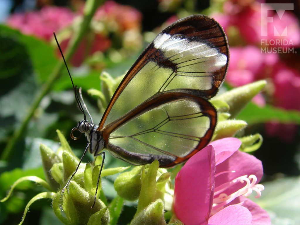 Glasswing butterfly with wings closed. Male and female butterflies look similar. Wings are semi-transparent with black/brown edges. The upper wing has a white stripe near the wing tip.