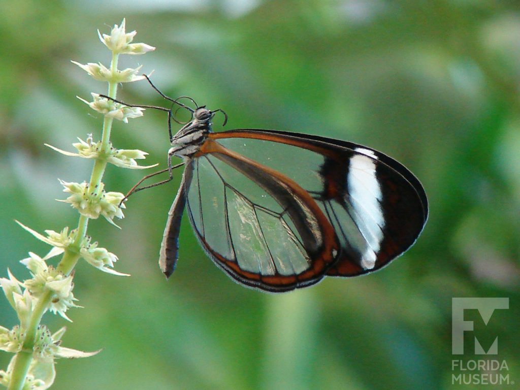 Glasswing butterfly with wings closed. Male and female butterflies look similar. Wings are semi-transparent with black/brown edges. The upper wing has a white stripe near the wing tip.