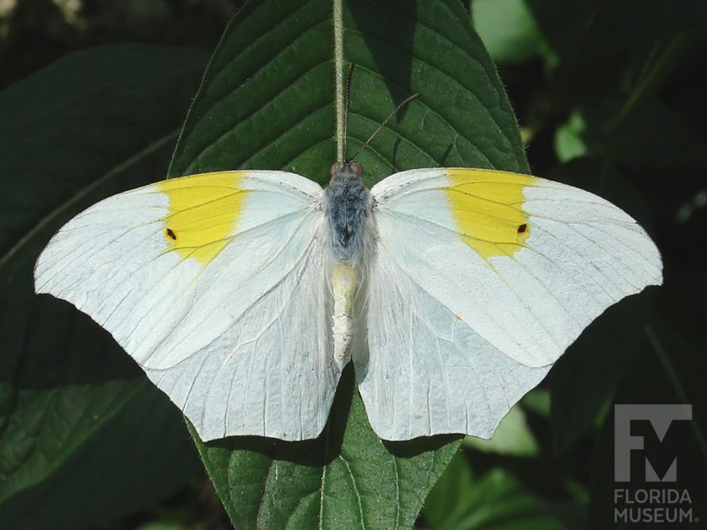 White-angled Sulfur Butterfly with open wings. Male and female butterflies look similar. With its wings open the butterfly is white with an irregular yellow markings on the upper wing.