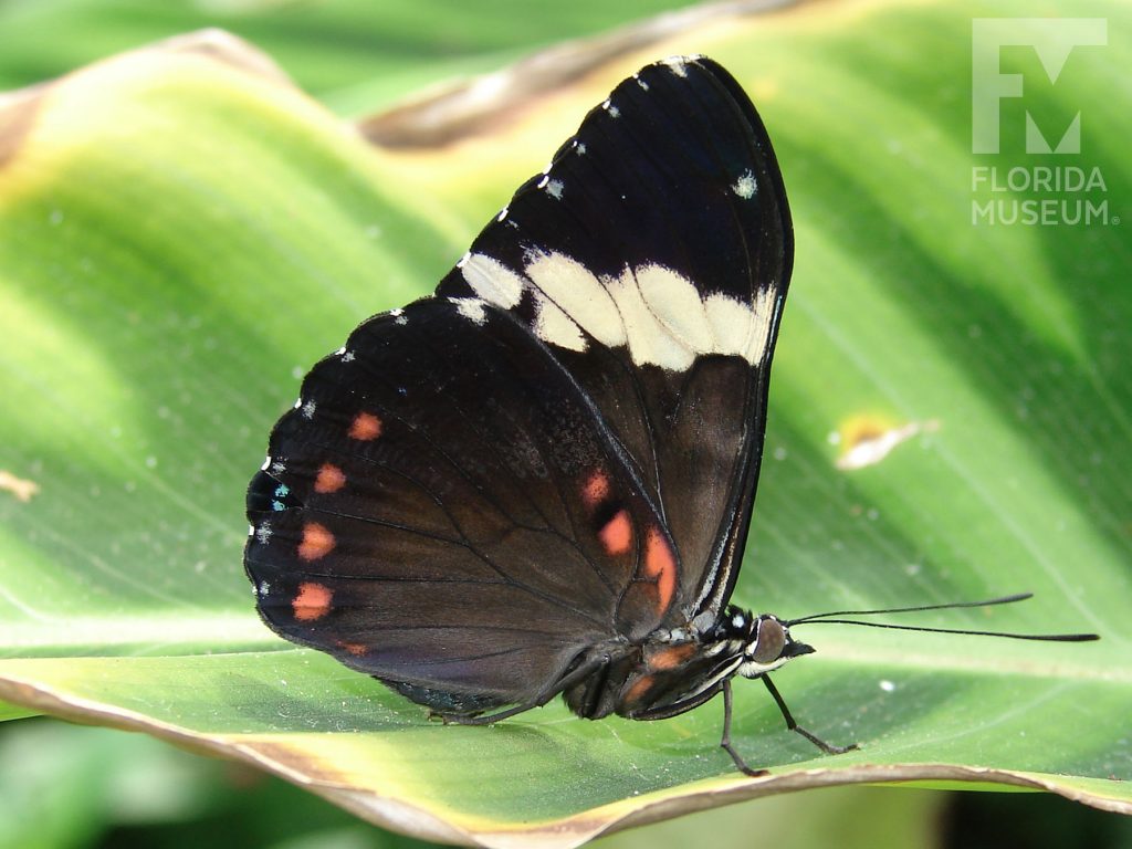 Blue Cracker butterfly with closed wings. Male and female butterflies look similar. Butterfly is black with a white stripe on the upper wing and small red dots on the edges of the lower wing.