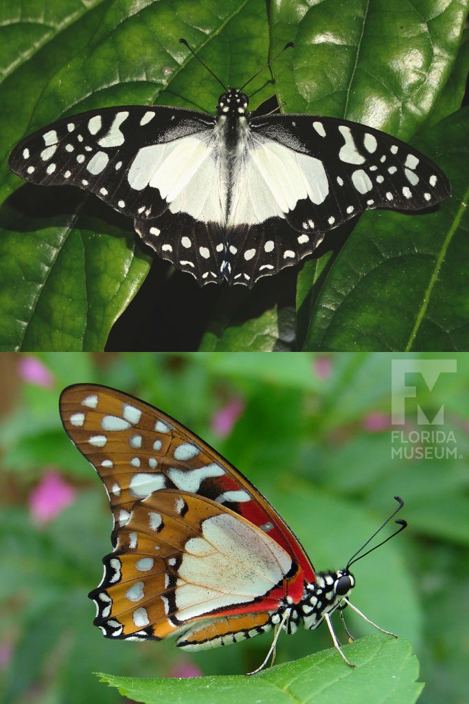Angola White Lady Butterfly ID photos. Male and female butterflies look similar. With its wings open the butterfly is black with large white markings and smaller spots. With its wings closed the butterfly is brown with cream and red markings.