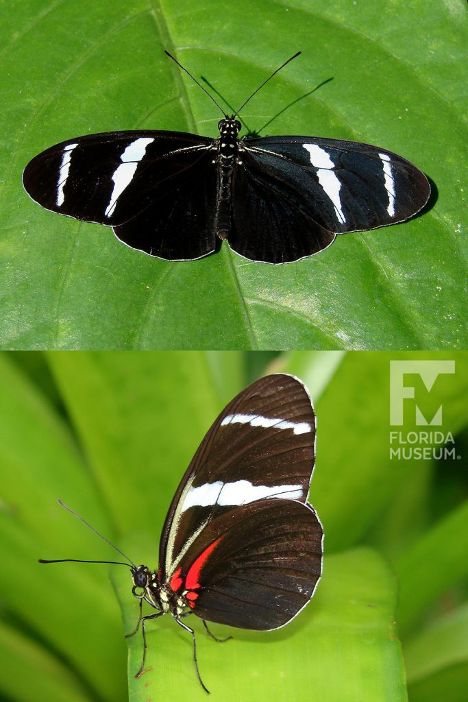 Male and Female Antiochus Longwing butterfly ID photos with open and closed wings. Male and female butterflies look similar. Butterfly has long narrow wings. With open wings the butterfly is black with two white bands across the wings. With closed wings the butterfly is black or dark brown with two white bands across the wings and red marking near the body of the butterfly.
