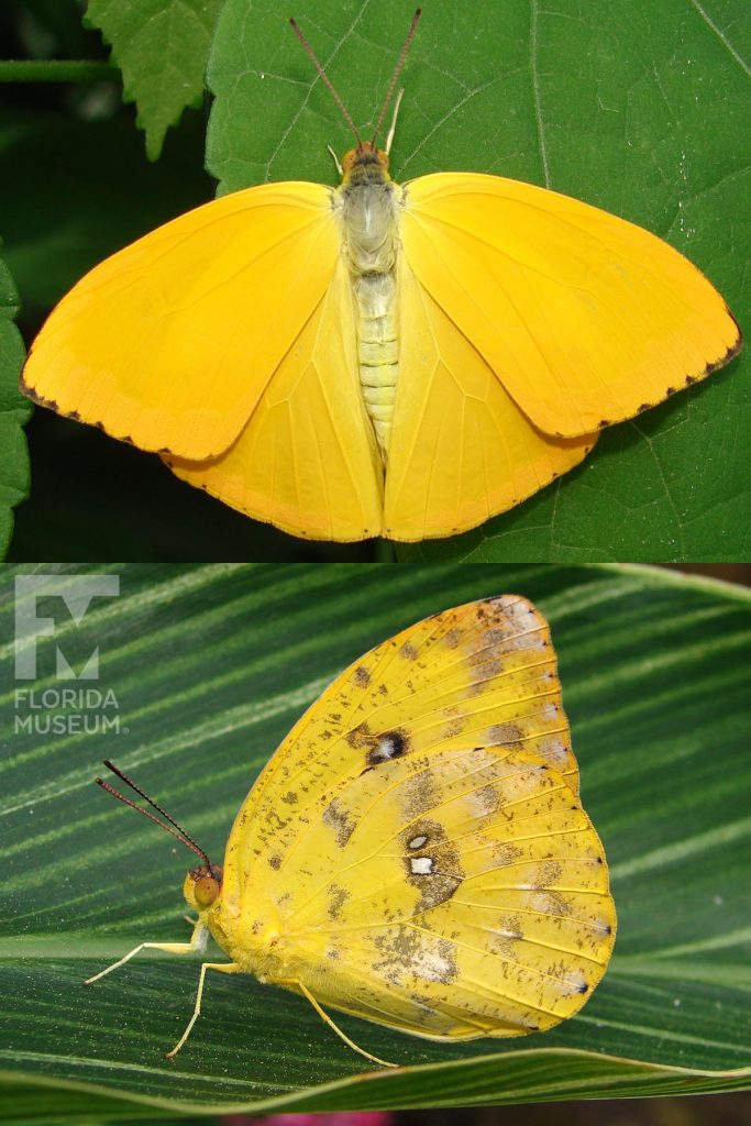 Apricot Sulfur Butterfly ID photo - Male and Female butterflies look similar. With wings open butterfly is bight yellow. With its wings closed butterfly is yellow with many small brown spots.