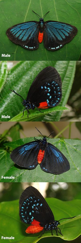 Male and female Atala Butterfly photos with open and closed wings. Butterfly is black, blue and red.