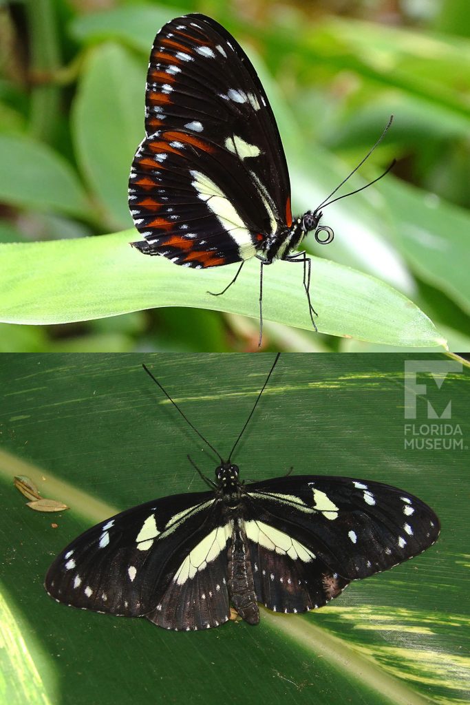 Atthis Longwing butterfly ID photos with wings open and closed. Male and female butterflies look similar. Butterflies with wings closed are black, pale-yellow and russet orange. With wings open are black and pale yellow.