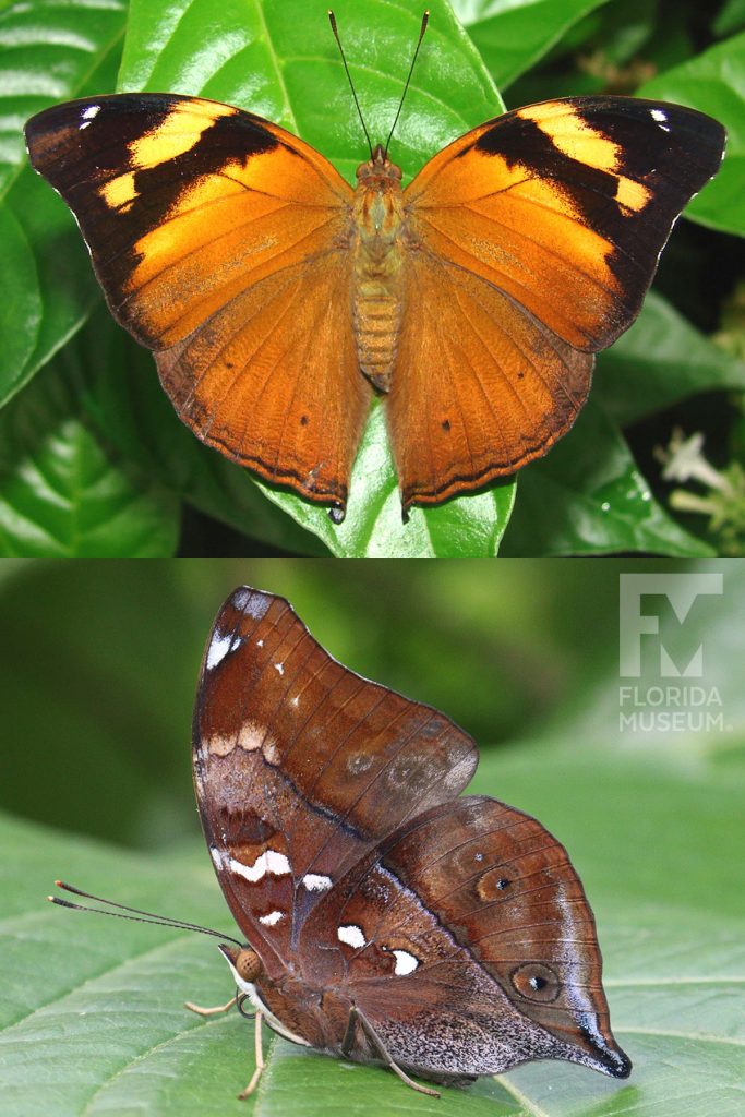 Autumn Leaf Butterfly ID photos - Male and Female butterflies look similar. With its wings open the butterfly is orange with yellow and black tips. The body is orange. With its wings closed the butterfly is brown with subtle eye spots and white markings. It looks like a leaf. The shade or brown can vary between butterflies.