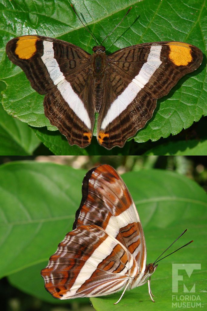 Friar Butterfly ID photo - Male and Female butterflies look similar. With wings open butterfly is brown with dark brown stripes. A wide white strip runs down the center of the wing, a large yellow spot it on the wing tips. With wings closed butterfly is brown-grey with orange markings. A white white strip runs down the center of the wing.