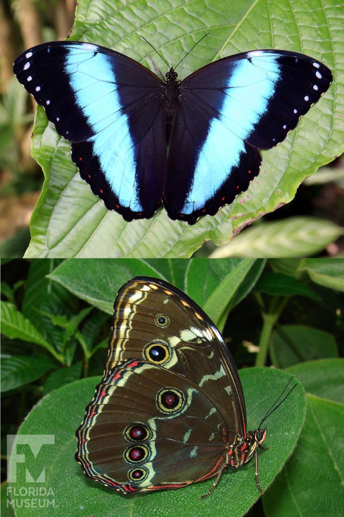 Banded Morpho Butterfly ID photo - Male and female butterflies look similar. With its wings open butterfly is dark brown with a wide iridescent blue stripe. With its wings closed butterfly with grey/green with many small markings.