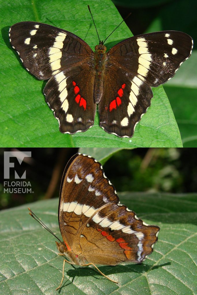 Banded Peacock Butterfly ID photo - Male and female butterflies look similar. With its wings open the butterfly is brown with cream stripes and red markings. With its wings closed the red markings are duller.