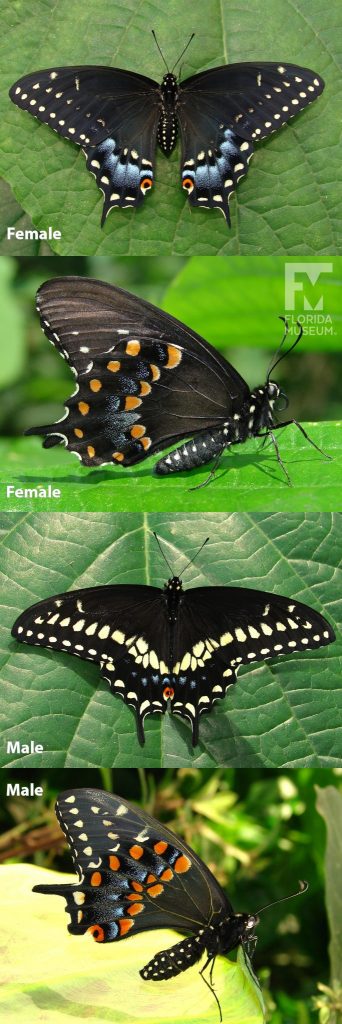Male and Female Black Swallowtail butterfly ID photos with open and closed wings. The wings end in a single long point. Male Black Swallowtail butterfly with open wings is black with many yellow and blue markings along the edges. Male butterfly with closed wings is black with many red, yellow, and blue markings. Female with open wings is black with many blue and smaller yellow markings along the edges. Female with closed wings is black with many muted red, yellow, and blue markings.