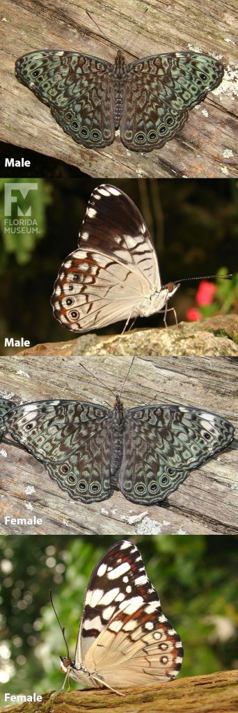 Male and Female Black-patched Cracker butterfly ID photos with open and closed wings. Butterfly with open wings is dark brown with heavy blue-green markings and ‘eye-spots’ along the lower edge of the wings. With wings closed the lower wing of the butterfly is tan with red-brown markings along the edge. The upper wing is brown with many white and tan markings.