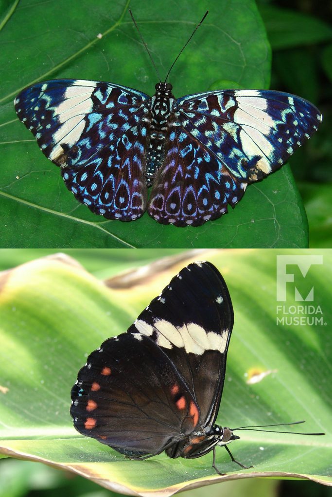 Blue Cracker butterfly with open and closed wings. Male and female butterflies look similar.