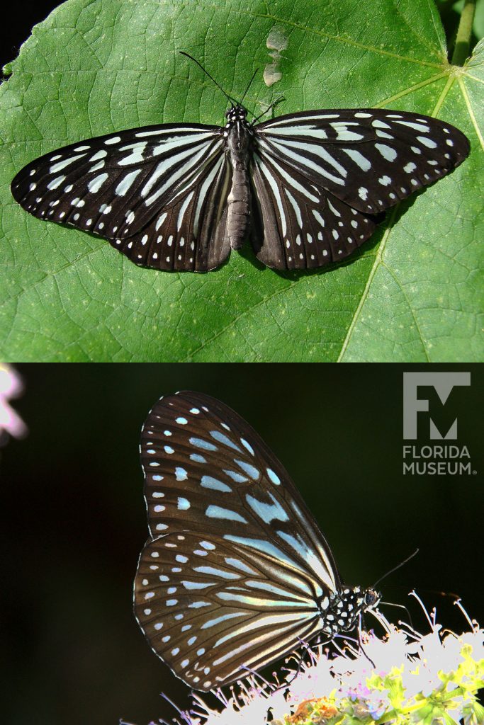 Blue Glassy Tiger butterfly with open and closed wings. Male and female butterflies look similar.
