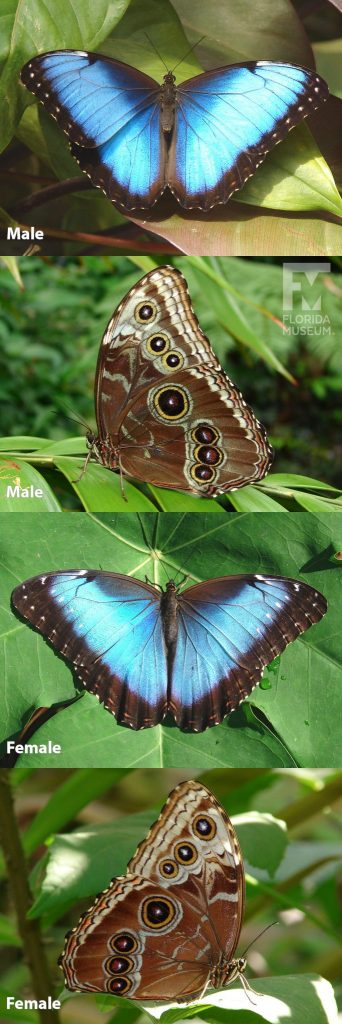 Male and Female Blue Morpho butterfly ID photos with open and closed wings. Male and female butterflies look similar. Male butterfly with open wings is iridescent blue with black edges, female butterflies have wider black edges. With closed wings the butterflies are brown with many eye-spots.