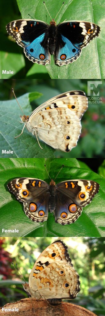 Male and Female Blue Pansy butterfly with open and closed wings.