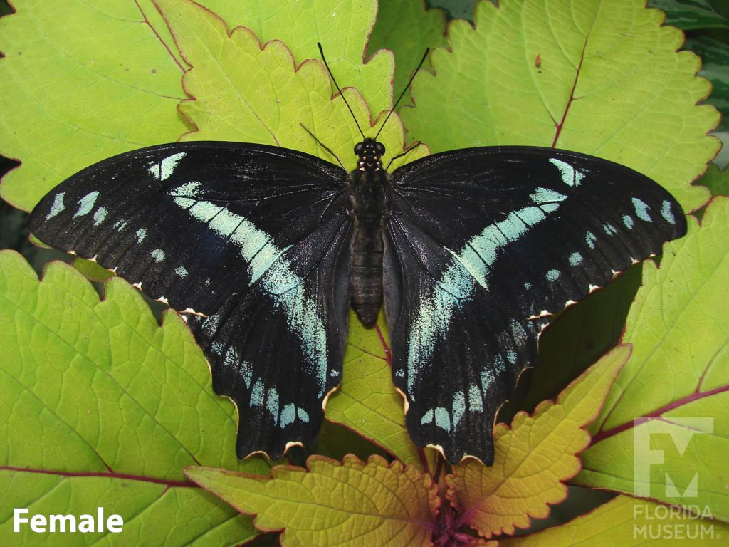 Female Blue-banded Swallowtail butterfly with wings open. Butterfly is black with a faint dull-blue stripes and smaller blue spots.