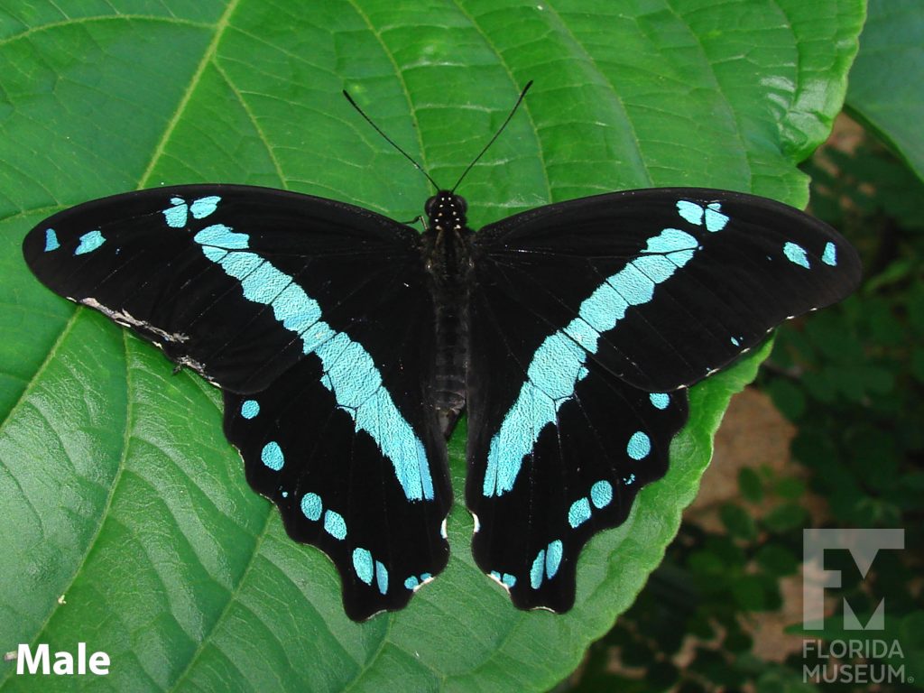 Male Blue-banded Swallowtail butterfly with wings open is black with a blue stripe and smaller blue spots.