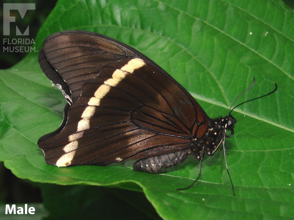 Male Blue-banded Swallowtail butterfly with wings closed is brown with a cream-colored stripe.