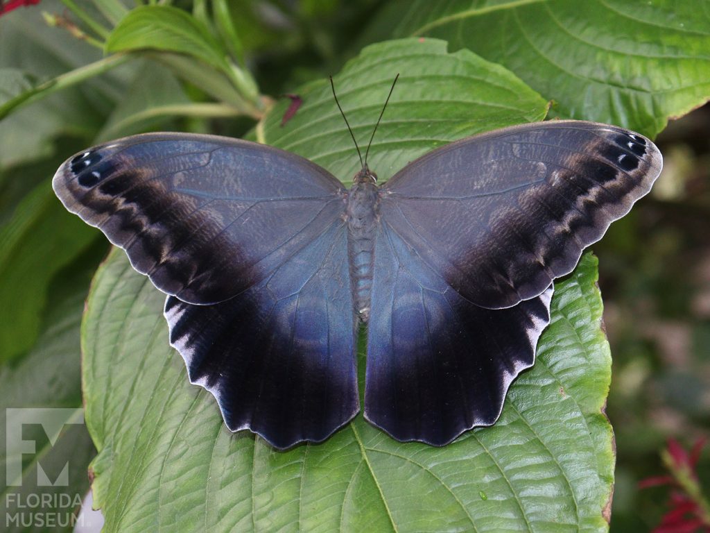 Brazilian Owl butterfly with wings open. Wings are dusty blue with black edges.