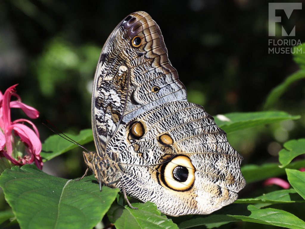 Brazilian Owl butterfly with wings closed. The wings are light brown and cream with black markings are a large owl eye-spot.