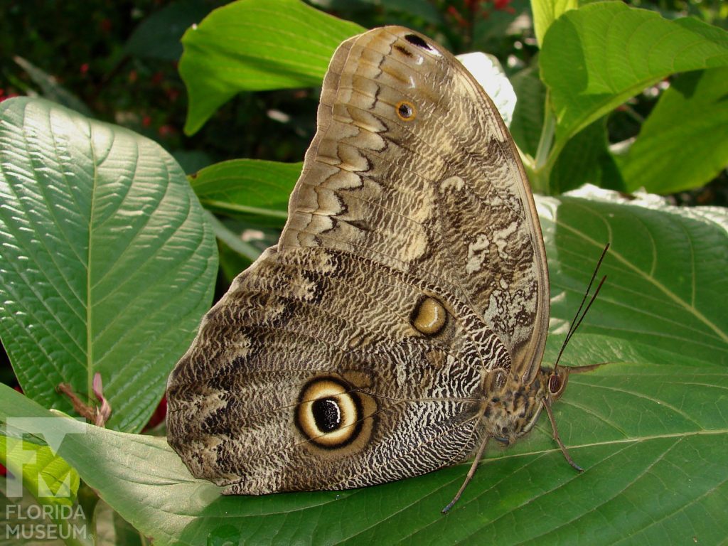 Brazilian Owl butterfly with wings closed. The wings are light brown and cream with black markings are a large owl eye-spot.