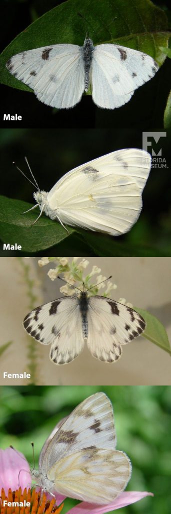 Male and Female Checkered White butterfly ID photos with open and closed wings. With open wings the male butterfly is white with dark grey markings, the female is more cream-colored and the grey markings are more pronounced along the wing edges. With closed wings the male butterfly is white/cream with faint grey markings. The female butterfly is white/cream with faint grey markings.