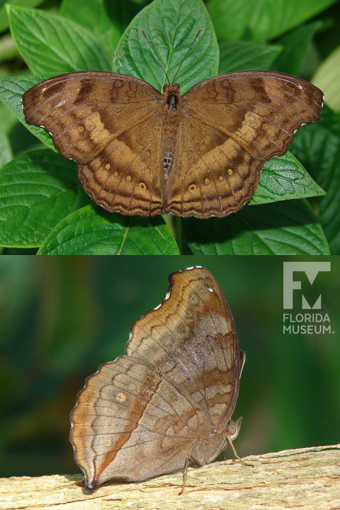 Chocolate Pansy butterfly with open and closed wings. Male and female butterflies look similar.