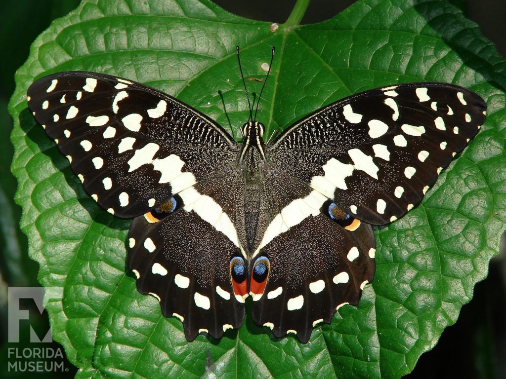 Citrus Swallowtail butterfly with wings open. The wings are black/brown with white markings and red and blue spots.