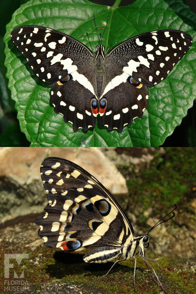 Citrus Swallowtail butterfly ID photos with wings open and closed. Male and female butterflies look similar. Butterflies with wings closed are brown/black with yellow markings and red and blue spots. With wings open are black/brown with white markings and red and blue spots.