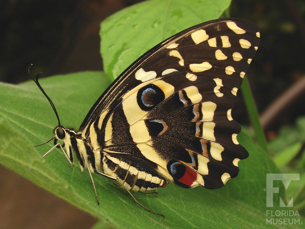 Citrus Swallowtail butterfly with wings closed. The wings are brown/black with yellow markings and red and blue spots.