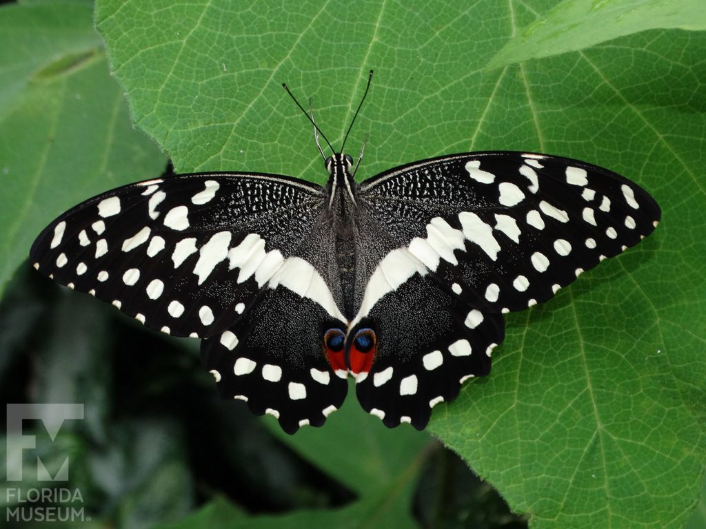 Citrus Swallowtail butterfly with wings open. The wings are black/brown with white markings and red and blue spots.